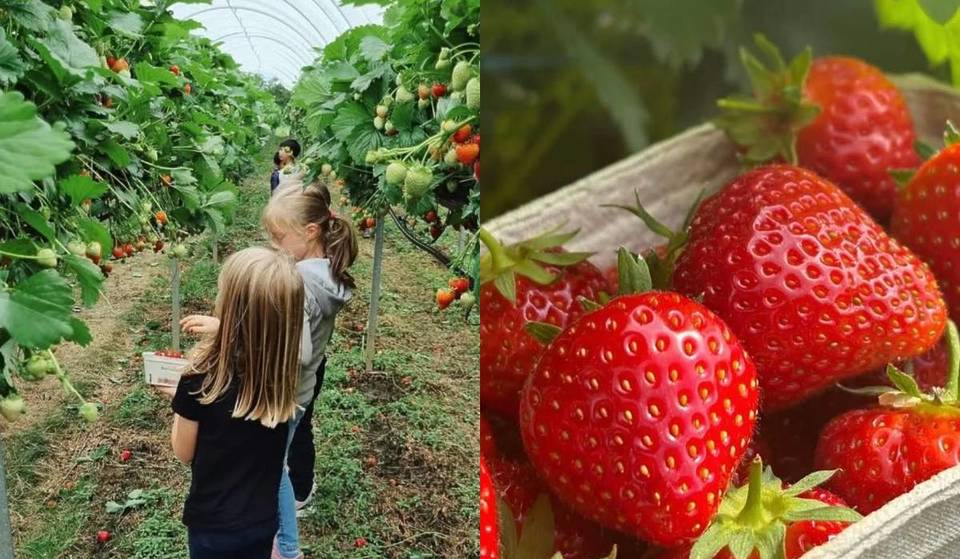 This Scottish farm is hosting a massive pick-your-own strawberry field an hour from Glasgow this week – how to get Early Access tickets