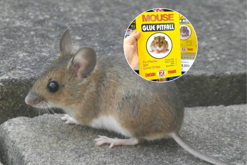Animal glue traps have officially been banned in Scotland – and owning one is now a criminal offence