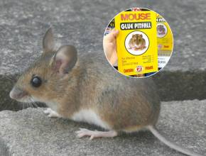 Animal glue traps have officially been banned in Scotland – and owning one is now a criminal offence