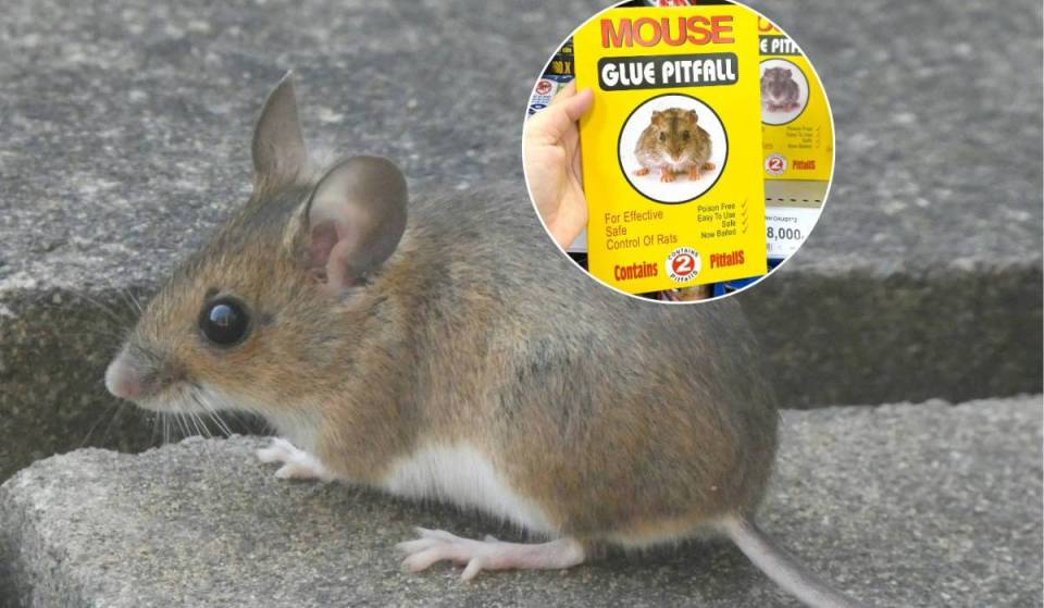 Animal glue traps have officially been banned in Scotland – and owning one is now a criminal offence