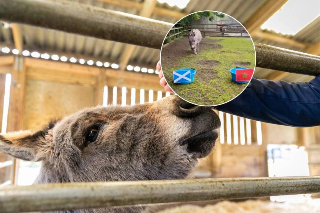 almond valley scotland donkey