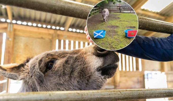 This rare breed farm 40 minutes from Glasgow is home to a fortune-telling donkey – and it received 24,000 visitors in July alone