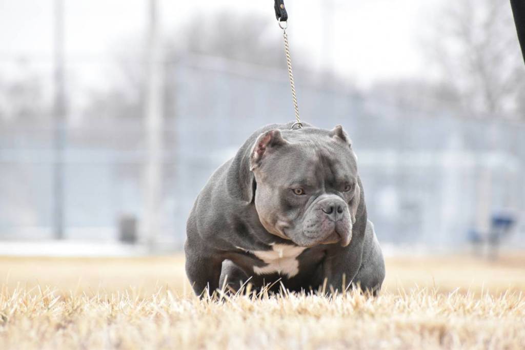 scotland xl bully sanctuary