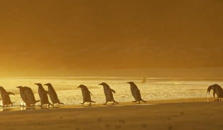 Vote For This Year’s Funniest Wildlife Photo And Promote Conservationism With A Laugh