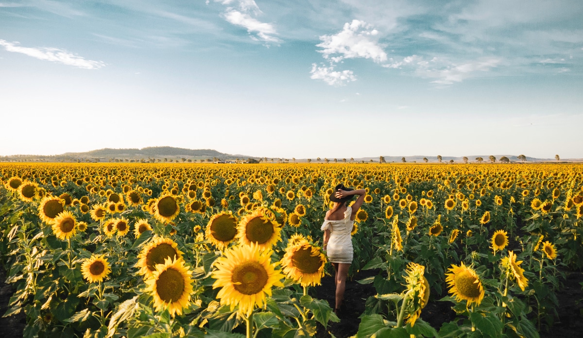 Sunflower Farm Gold Coast Best Flower Site