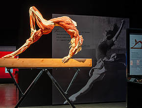 Bring The Whole Family To This Fascinating Journey Through The Human Body For 15% Off