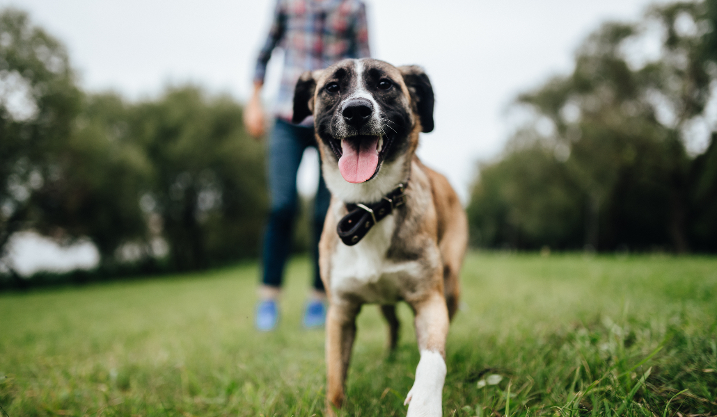 Hamburg ist eine der besten petfriendly Städten Europas