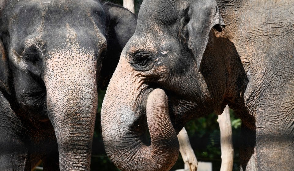 Tierpark Hagenbeck öffnet morgen wieder!