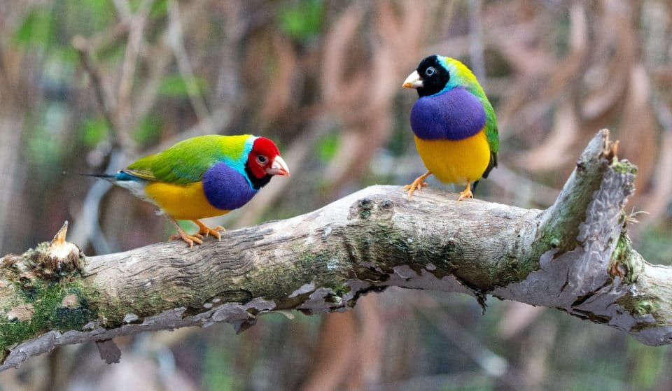 Wie Vogelgezwitscher in den australischen Charts gelandet ist