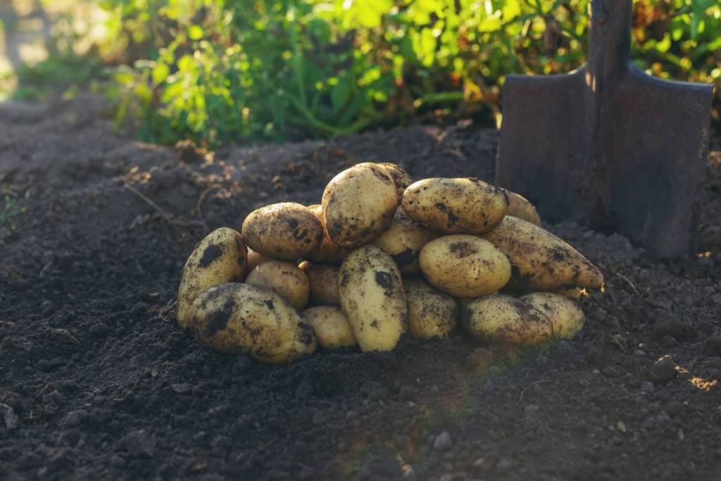 Kartoffelernte