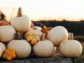 5 autumnal farms around Hamburg where you can find the perfect pumpkin
