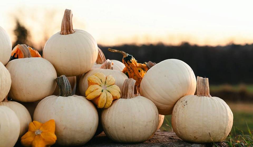 5 herbstliche Höfe um Hamburg, an denen ihr den perfekten Kürbis findet