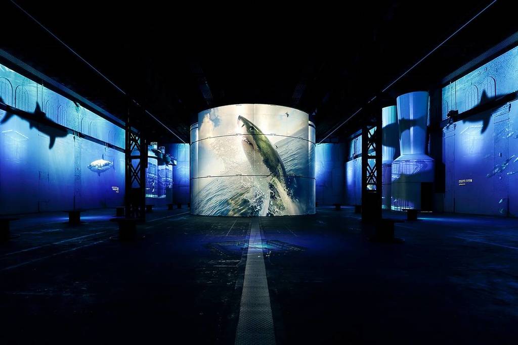 Hai im Ozean The Wonders of the Ocean, Shark