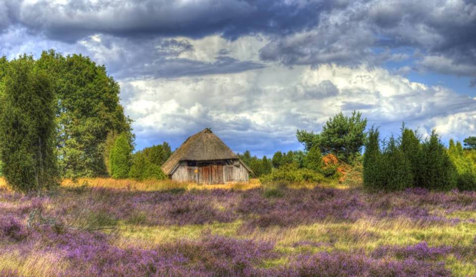 Purple heathlands just outside Hamburg: Discover this beautiful destination for your next short trip