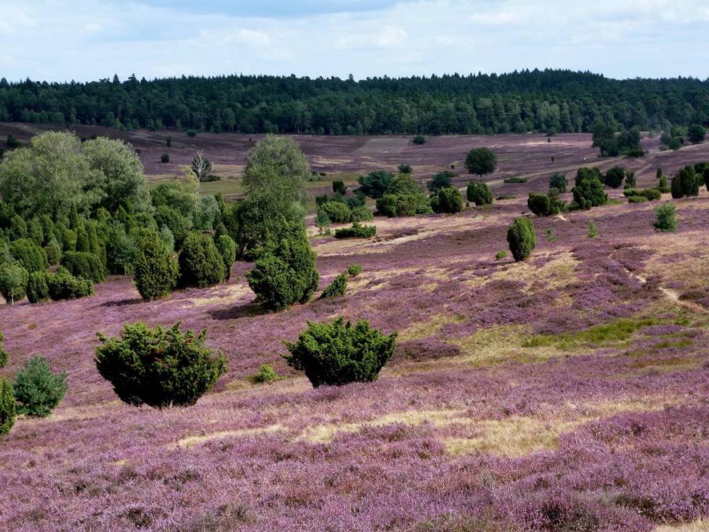 Lüneburger Heide blüht lilafarben