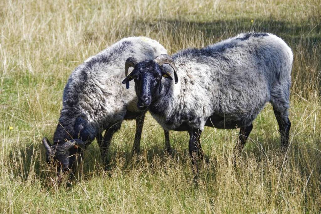Heidschnucken in der Lüneburger Heide