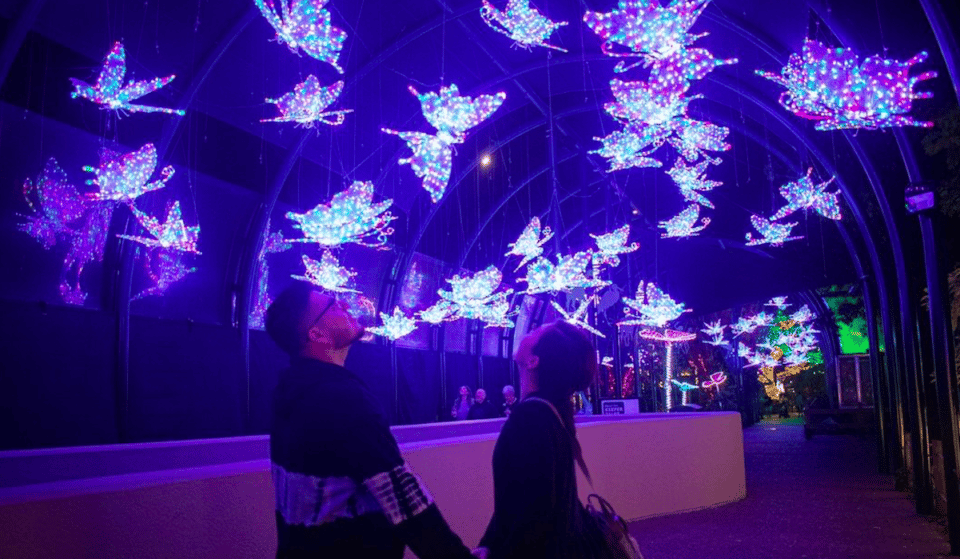La magia de las luces del zoo de Houston vuelve este fin de semana por Navidad