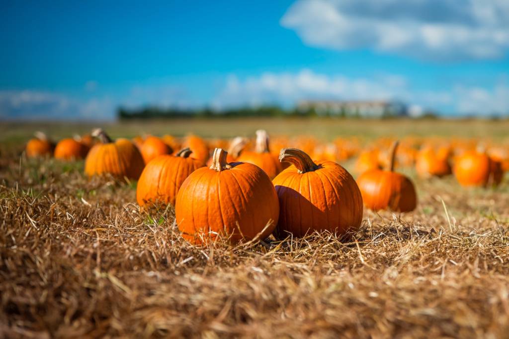 La imagen muestra un huerto de calabazas. 