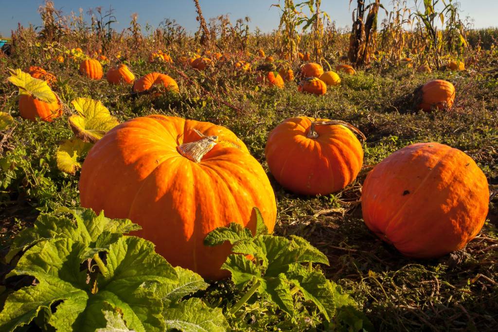 La imagen muestra un huerto de calabazas. 