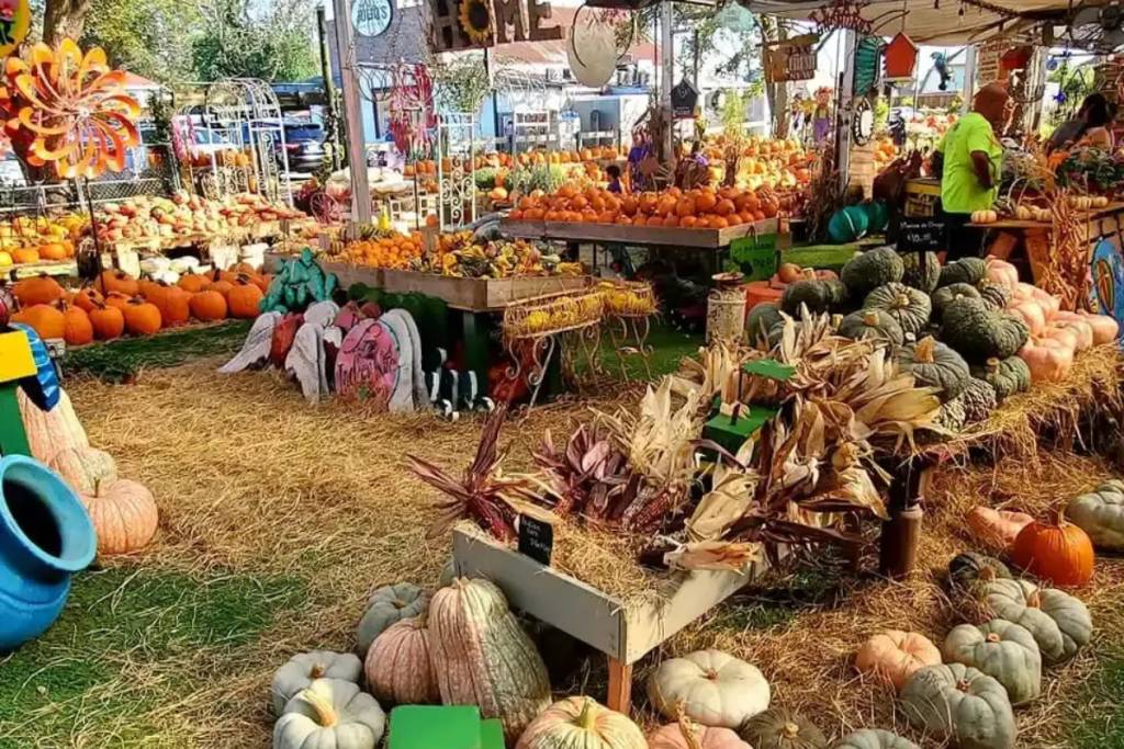 La imagen muestra el huerto de calabazas Rosehill en Tomball. 