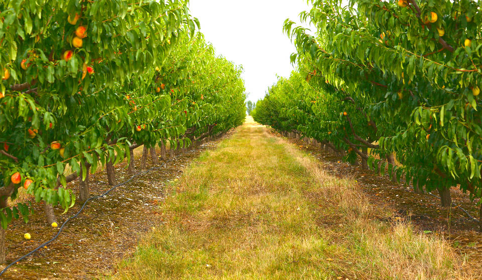 Pick All The Peaches At This Bountiful Orchard In Houston