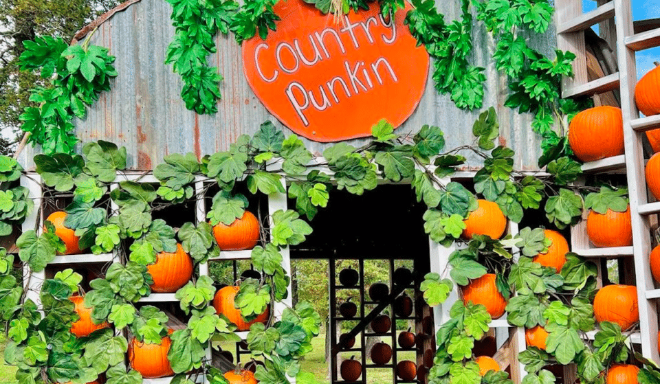 Smashing Fall Festival Kicks Off At Houston-Area Farm This Weekend