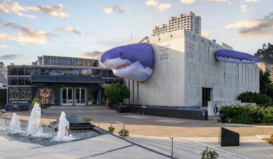 Larger-Than-Life ‘Sharks!’ Exhibit With Shark Tank And More Opens At HMNS In Houston