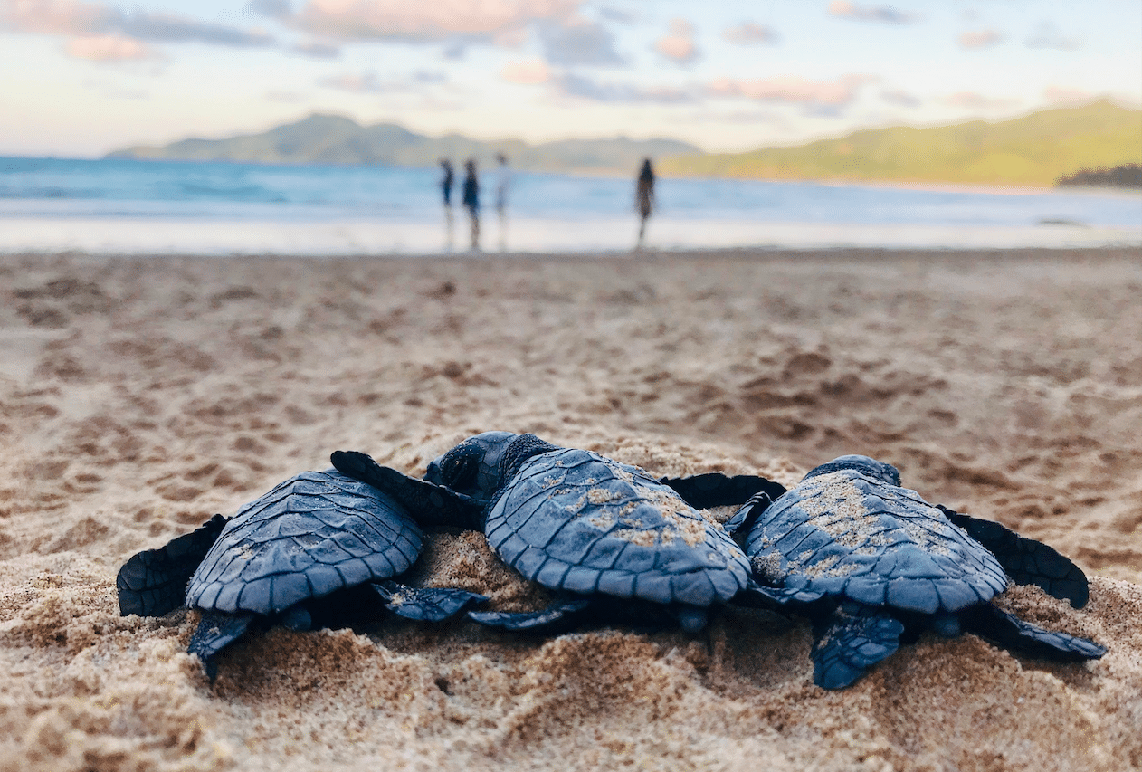 The World's Rarest Sea Turtle Lays Eggs On Texas Beach
