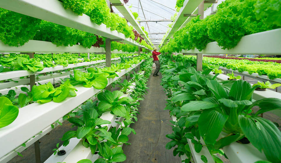 Esperson Building To Convert Space Into Vertical Farm, ‘Entrepreneurial Village’