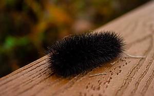 What Are These Fuzzy Little Black Caterpillars Around Houston?