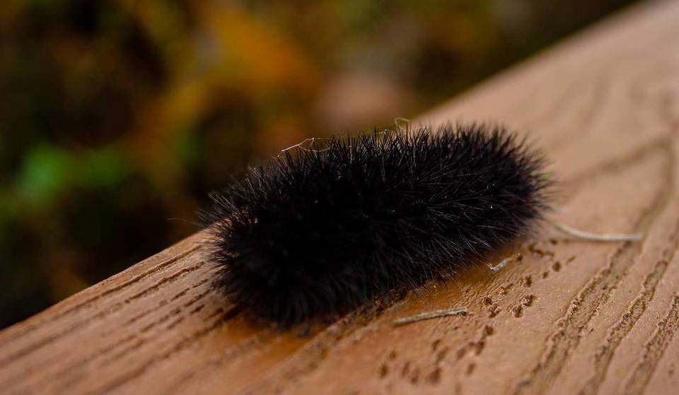 What Are These Fuzzy Little Black Caterpillars Around Houston?