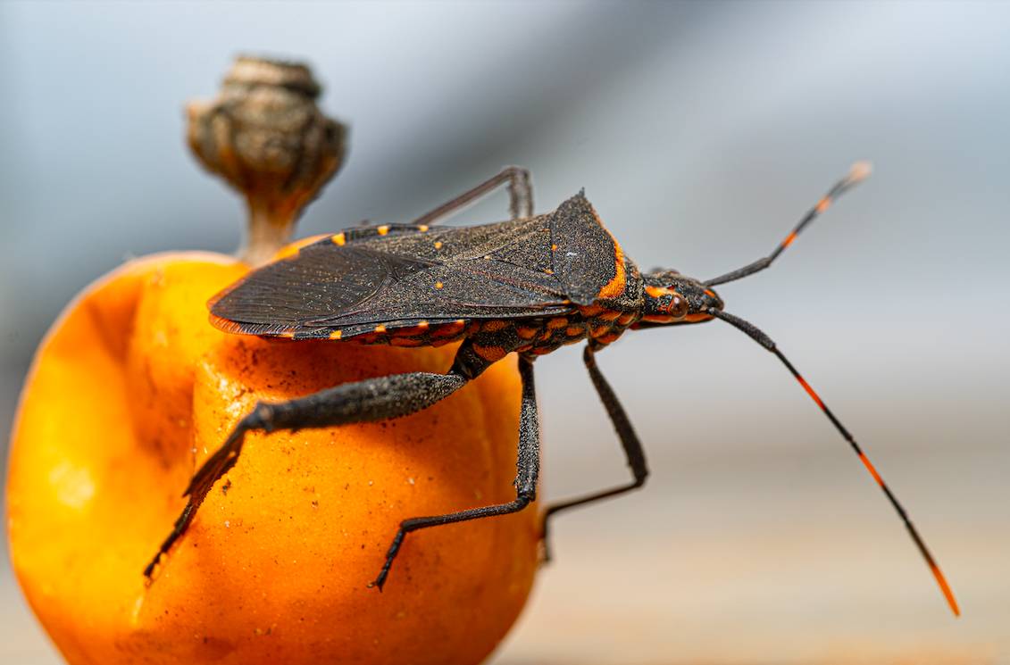 Insect Houston 10 Of The Most Dangerous Bugs In Texas