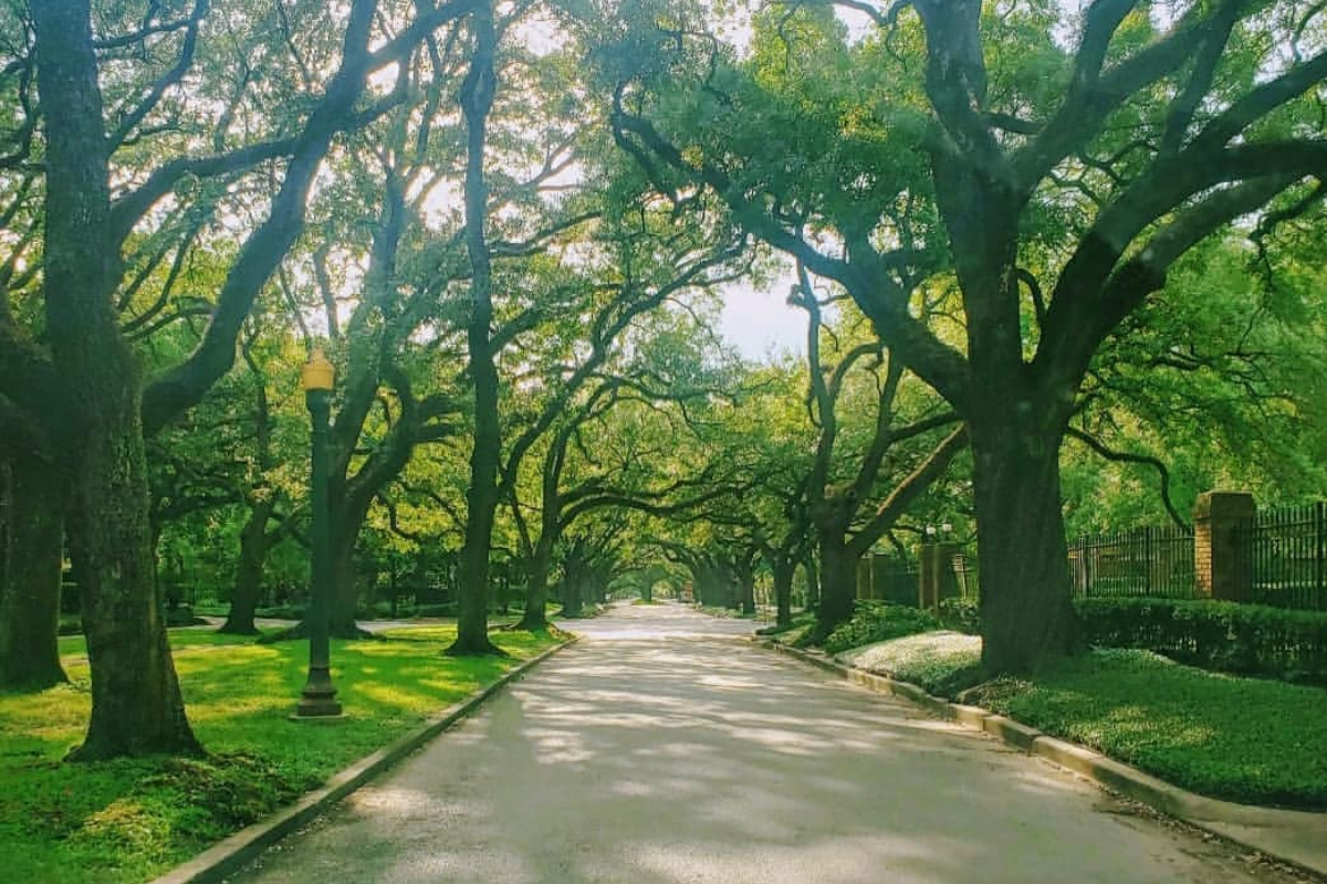 This Canopied Esplanade Is The Prettiest Street In Houston