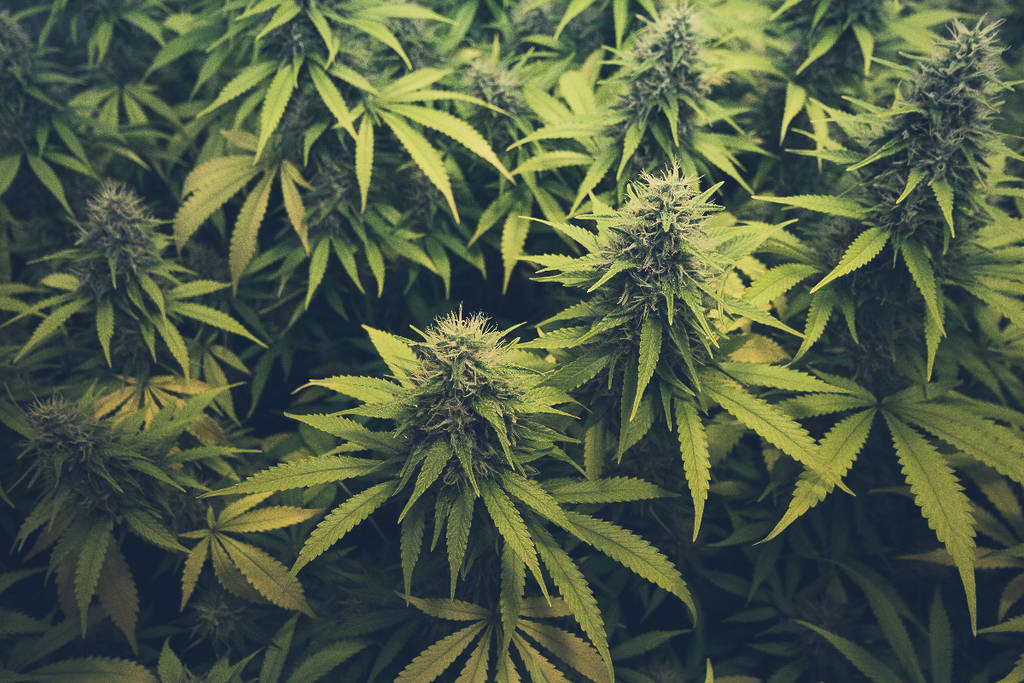 Image shows cannabis plants.
