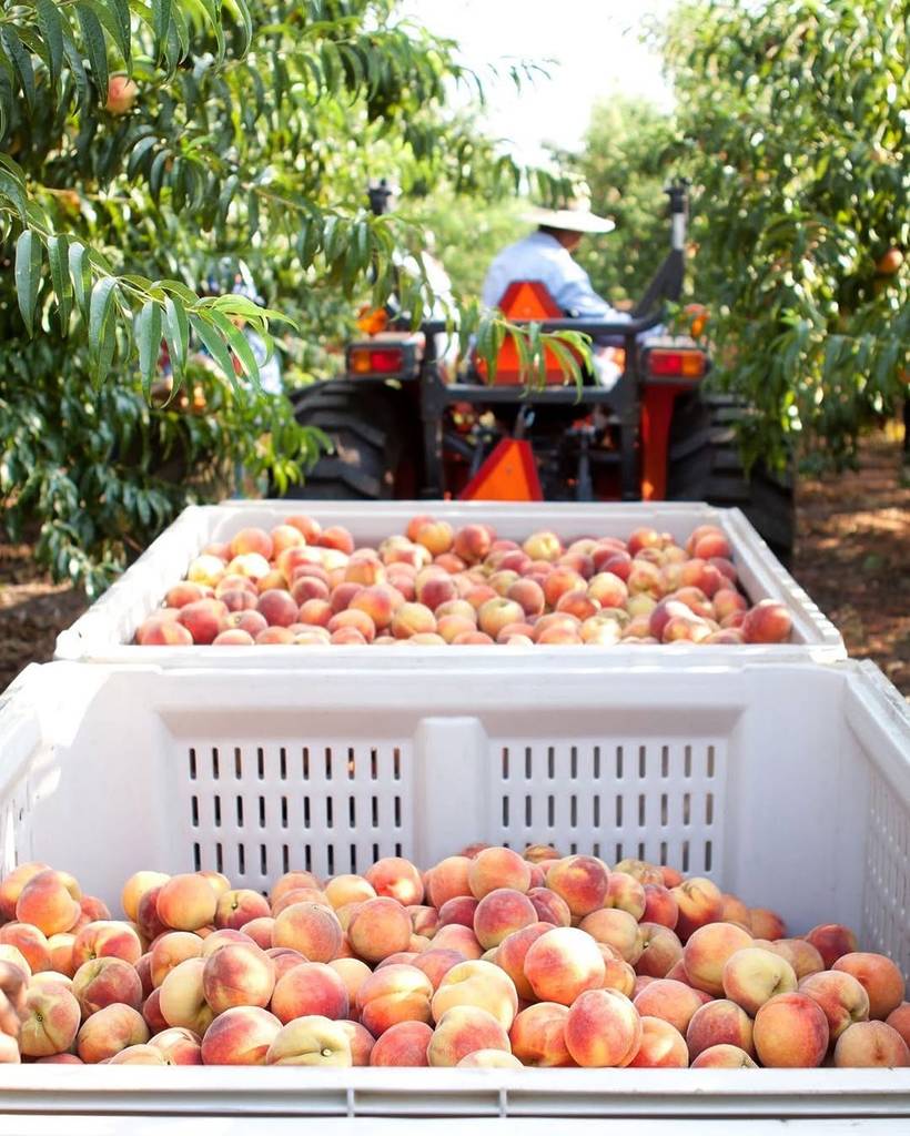 image shows a truck loaded with a bed of peaches at a farm.