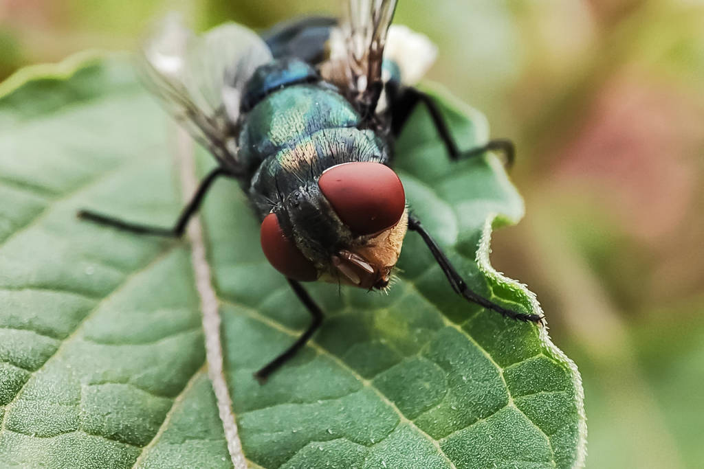 Image shows a New World Screwworm fly.