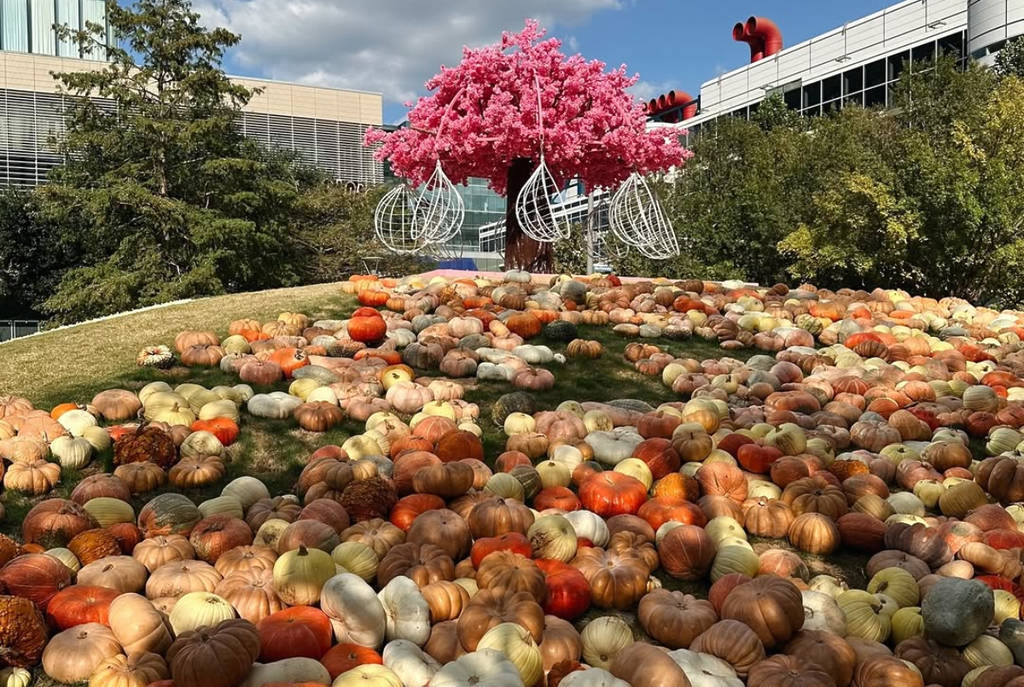 Image shows a patch of pumpkins on a tree-topped hill at the Houston Pumpkin Festival at Discovery Green.