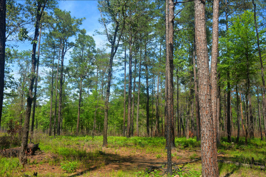 Image shows Piney Woods of Big Thicket National Park in Texas