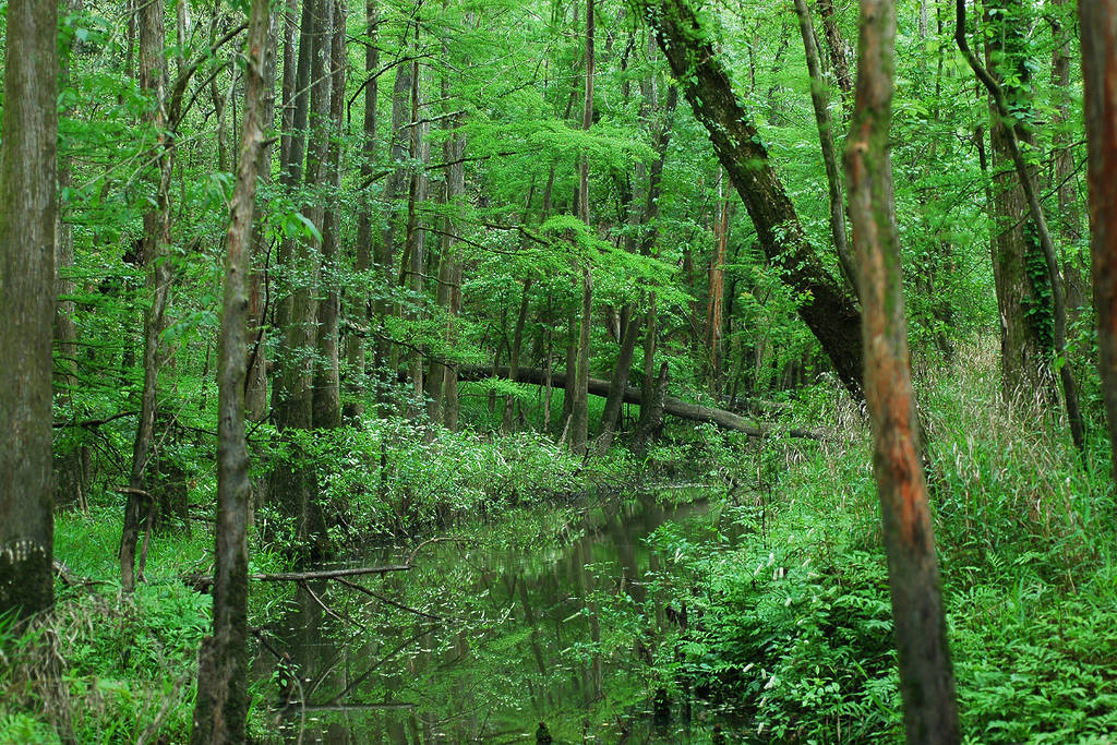 Image shows a forested region of the Big Thicket National Preserve.