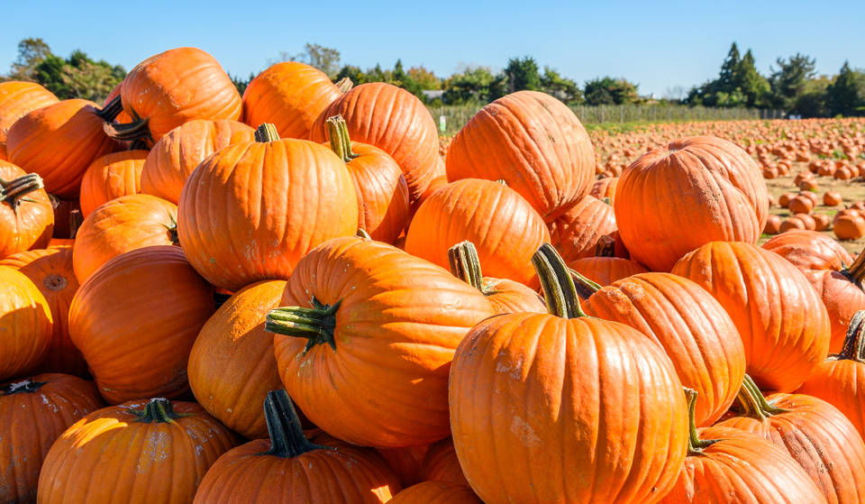 Fall Festival And Houston’s ‘#1 Pumpkin Patch’ Opens This Weekend With Over 40 Autumn Attractions