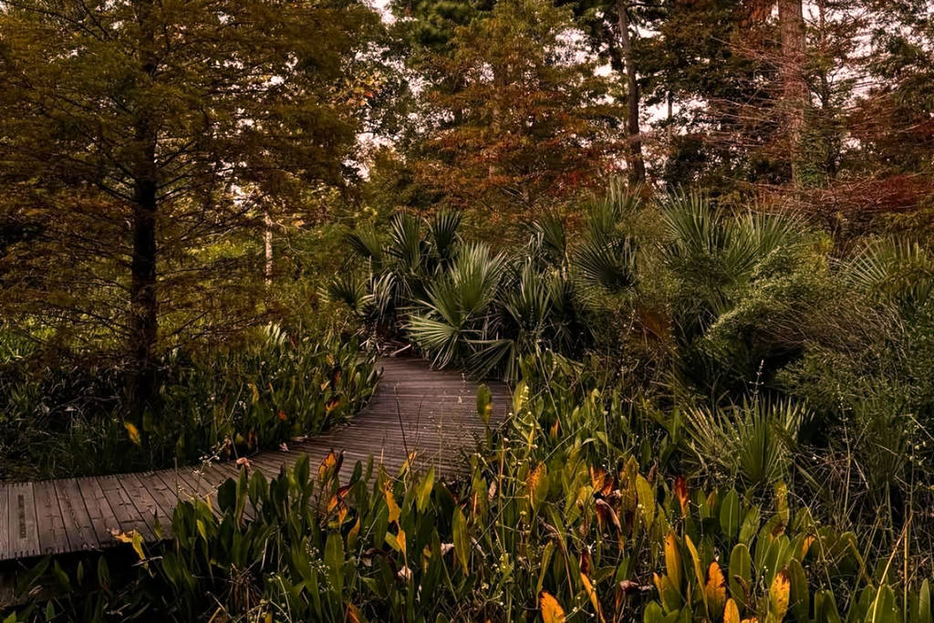 Image shows a trail running through the Houston Arboretum and Nature Center surrounded by fall foliage.