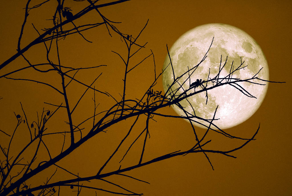 Image shows a bright moon behind the silhouette of a tree limb.