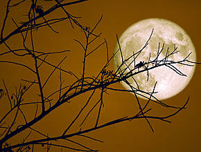 The Closest Supermoon Of The Year To Light Up Texas Skies This Week