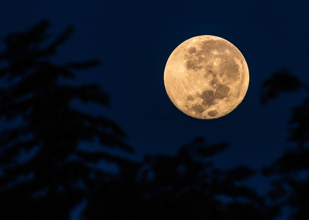 Image shows a bright moon in the sky with the silhouette of tree branches in front.