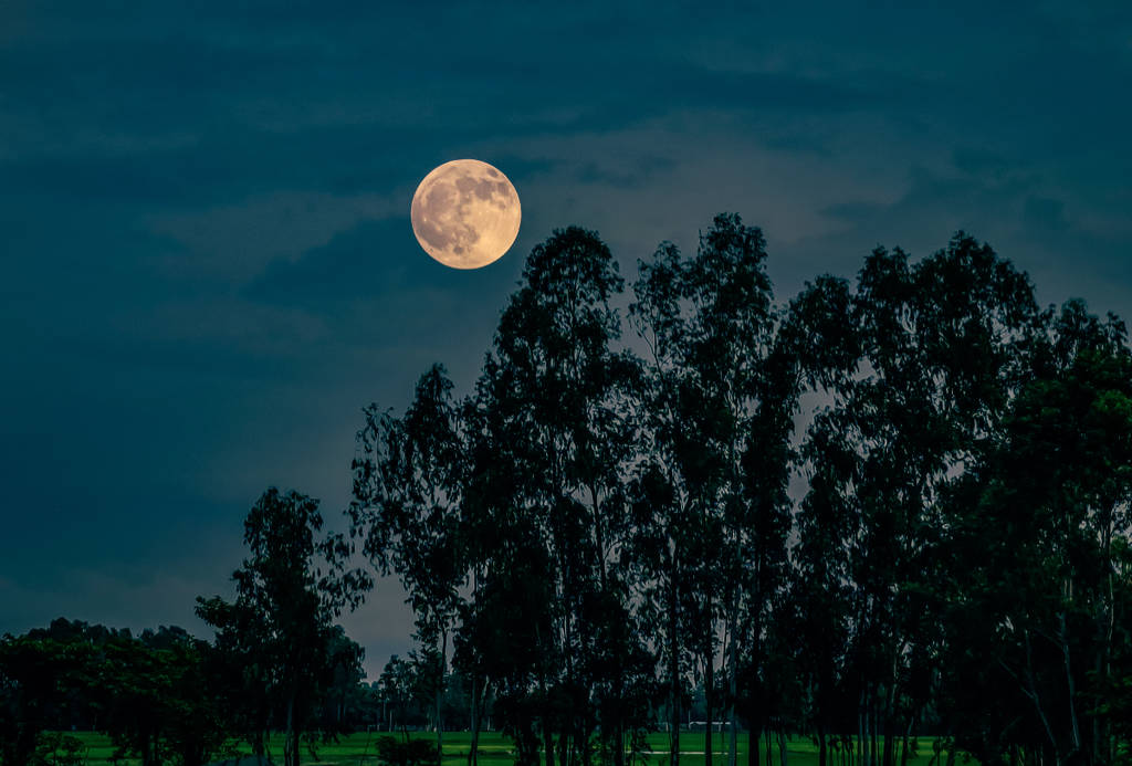 Image shows a full moon in the sky above a wooded area.