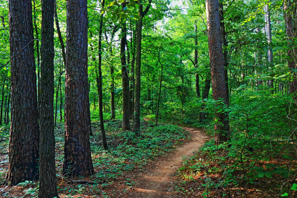Image shows a trail winding through a dense forested setting.