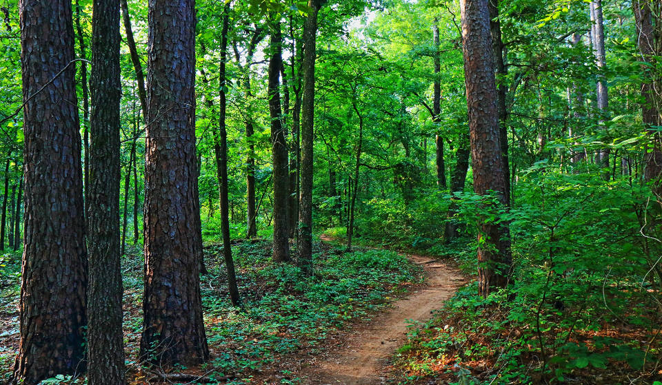 96 Miles Of Wilderness: Explore The Longest Hiking Trail In Texas Just Outside Houston