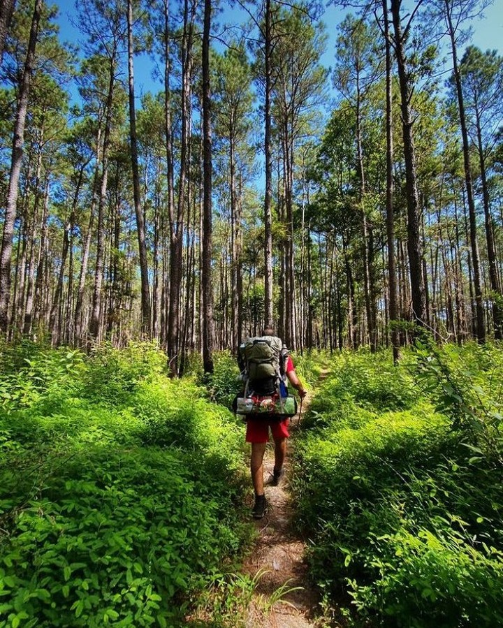 Image shows a backpacker hiking the Lone Star Hiking Trail in the Sam Houston National Forest.