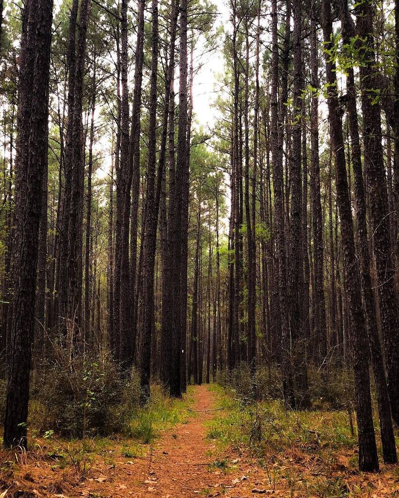 Image shows a hiking trail passing through the Sam Houston National Forest.