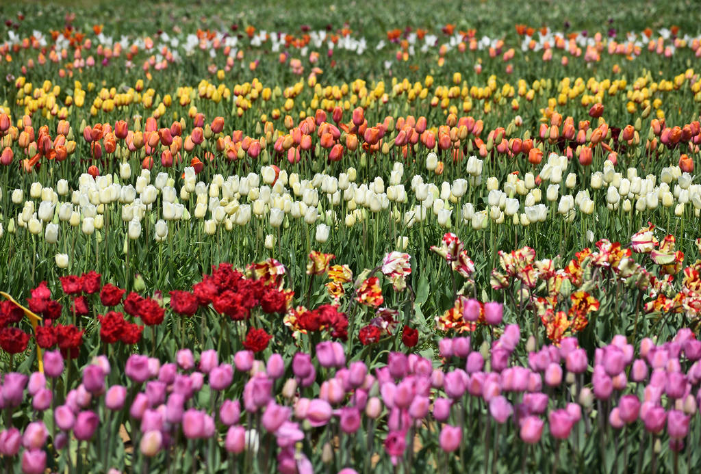 Image shows rows of multi-colored tulips at Texas Tulips in Pilot Point in Texas.